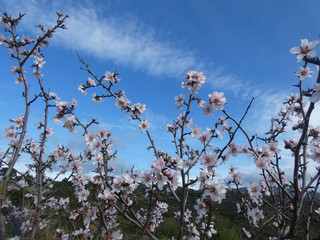 Fiori di mandorlo