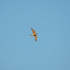 The Eurasian hobby (Falco subbuteo), or just simply hobby, is a small, slim falcon. The Eurasian hobby (Falco subbuteo) in flight on blue sky background. 