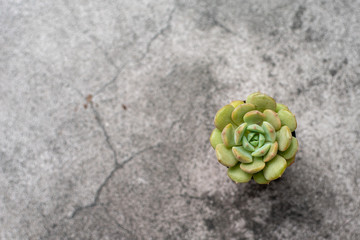 Tiny succulent plants on a background