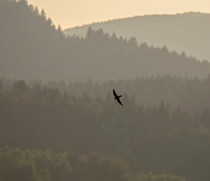 The Eurasian hobby (Falco subbuteo), or just simply hobby, is a small, slim falcon. The Eurasian hobby (Falco subbuteo) in flight on blue sky background. 