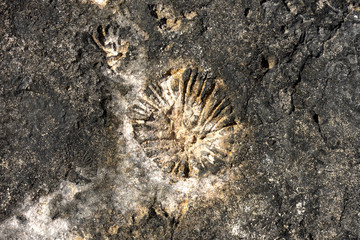 Rock with fossil  texture and background at the beach