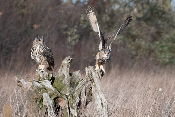 Eurasian Eagle Owl (Bubo bubo) flying over a meadow in Gloucestershire, UK 
