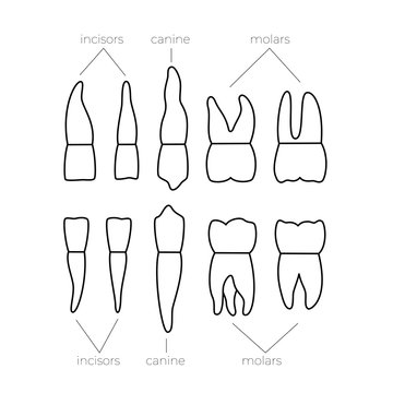 Vector isolated illustration of tooth 