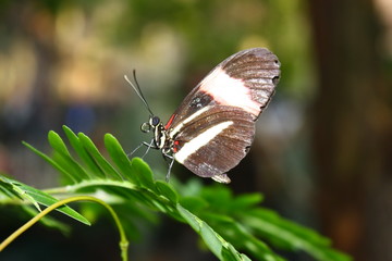 Mariposa sobre hoja