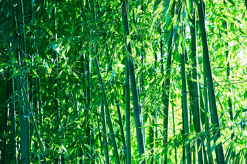Dense thicket of bamboo stems and leaves green background bamboos forest