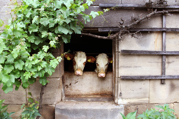 Vacas desde la ventana