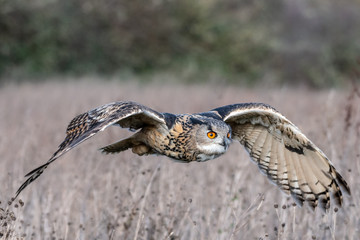 Eurasian Eagle Owl (Bubo bubo) flying over a meadow in Gloucestershire, UK 
