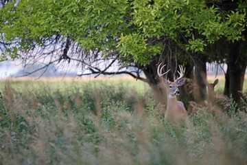 Double brow tined Wyoming whitetail