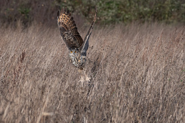 Eurasian Eagle Owl (Bubo bubo) flying over a meadow in Gloucestershire, UK 
