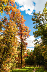 Fototapeta premium Fall Scene in the Western Mountains of the USA