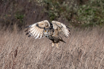 Eurasian Eagle Owl (Bubo bubo) flying over a meadow in Gloucestershire, UK 