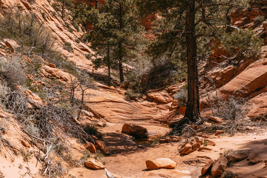 Landscape at the bottom of the gorge of a red slot canyon background Zion National Park, Utah - Image