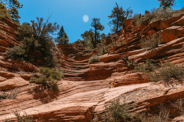 Landscape at the bottom of the gorge of a red slot canyon background Zion National Park, Utah - Image