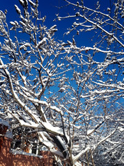 Snow-covered branches of the cherry. Cherry tree in winter. Beauty of the winter season. Bright blue sky.