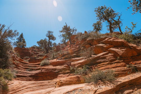 Landscape at the bottom of the gorge of a red slot canyon background Zion National Park, Utah - Image