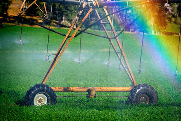 Sprinklers Irrigating Crop Field Farming Grains Lush Green with Rainbow from Misty water spray
