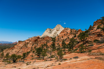 Fototapeta premium Beautiful Zion Park Rock and Trees Landscape - Image