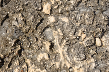 Rock with fossil  texture and background at the beach