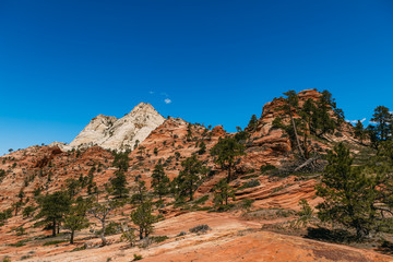 Hoodoo and trees, Zion National Park - Image