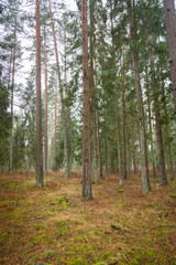 Forrest - Forest Knyszyn (Poland) - Taiga forest