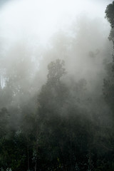 fog in the forest wallpaper