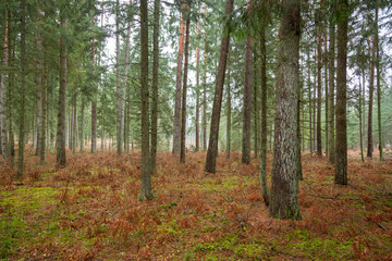 Obraz premium Forrest - Forest Knyszyn (Poland) - Taiga forest