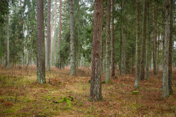 Forrest - Forest Knyszyn (Poland) - Taiga forest