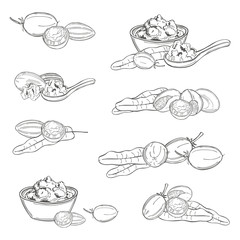 Shea set.  Fruits, leaves and butter. Vector sketch  illustration.