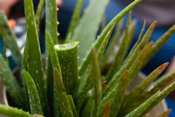 Close-up of freshly cut aloe vera leaves - natural nectar extracted from the leaf of the aloe vera plant - care of aloe vera plant at home.