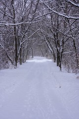 Snowy trail into the woods in Minnesota
