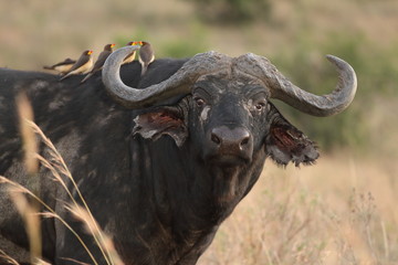 African buffalo, Cape buffalo in the wilderness of Africa