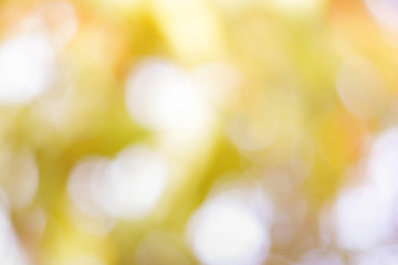 bokeh background from nature under tree shade