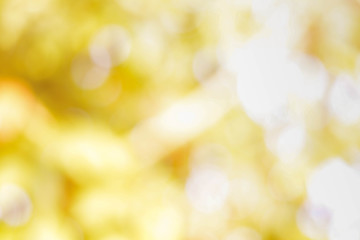 Obraz premium background from nature under tree shade