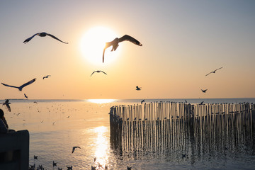 seagulls flying at the pangpoo