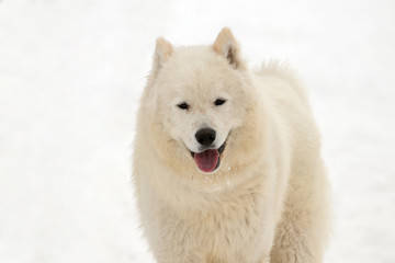 white dog