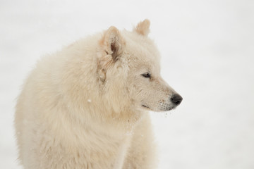 white dog
