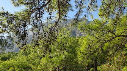 blue cloudless sky, mountains and evergreen trees, Kemer, Turkey