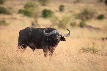 African buffalo, Cape buffalo in the wilderness of Africa