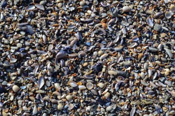 seashells background