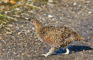 Red Grouse (Scientific name: Lagopus Lagopus) Young male red grouse, crossing road in natural moorland habitat in early Spring. Blurred background. Horizontal. Copyspace
