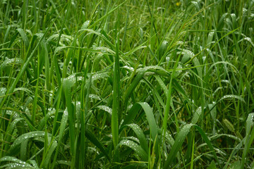 green grass with drops of water after rain