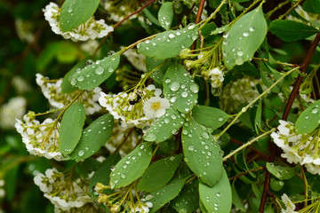 bush and jasmine flowers with drops of water after rain