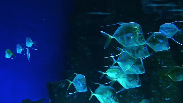 Selene vomer fish swims underwater