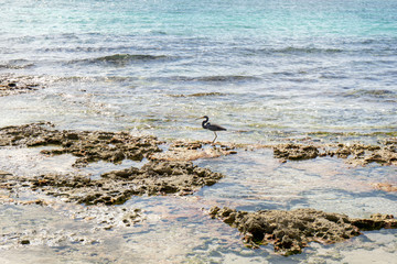 Heron walking at the beach