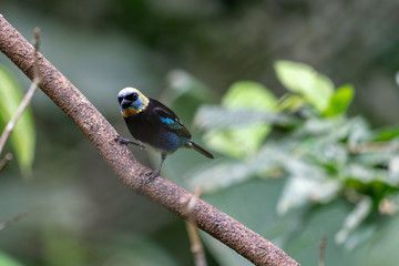 Wild Golden-hooded Tanager