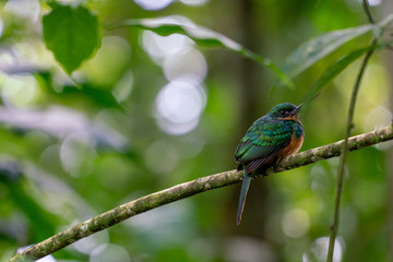 Wild Rufous-Tailed Jacamar