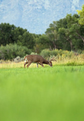 Buck feeding in the meadow