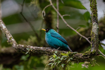 Wild Green Honeycreeper