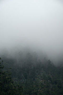 fog in the forest landscape