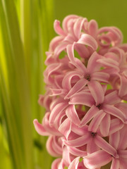 Fototapeta premium beautiful blooming hyacinth flowers in a city garden.